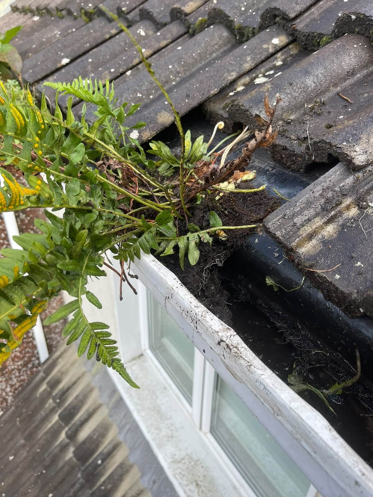 cleaning weeds from gutters